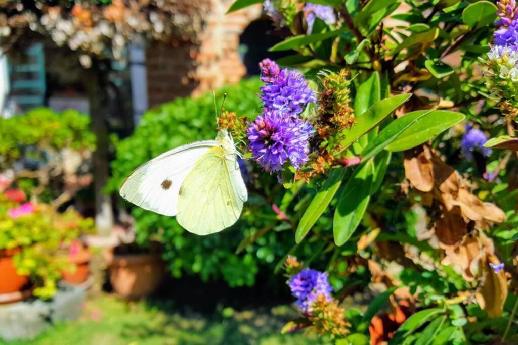 Апартаменты Bellavista La Tua Romantica Vacanza Sul Trasimeno Кастильоне-дель-Лаго Экстерьер фото