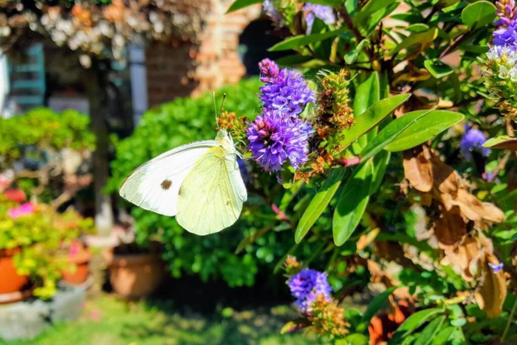 Bellavista La Tua Romantica Vacanza Sul Trasimeno Кастильоне-дель-Лаго Экстерьер фото